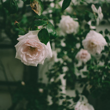 Load image into Gallery viewer, Organic Rose Floral Water 250ml