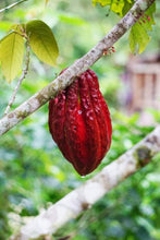 Load image into Gallery viewer, Cacao (Theobroma cacao)