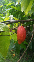 Load image into Gallery viewer, Cacao (Theobroma cacao)
