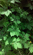 Load image into Gallery viewer, Cerasee, bitter melon, (Momordica charantia)
