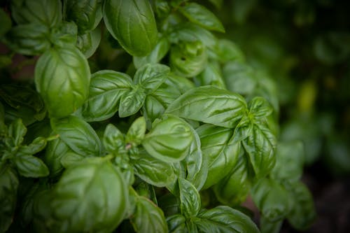 Basil Herb, (Ocimum basilicum)