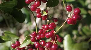 Sarsaparilla, (Smilax aristolochiaesolia)