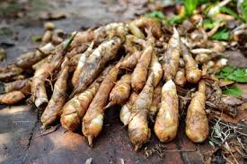Arrowroot  Powder (Maranta arundinaceae)