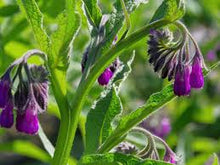 Load image into Gallery viewer, Comfrey, (Symphytum officinale)
