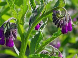 Comfrey, (Symphytum officinale)