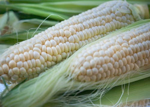 CornSilk -The hair of the corn, (Zea mays)