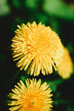 Load image into Gallery viewer, Dandelion, Piss-a-bed, (Cassia occidentailis)
