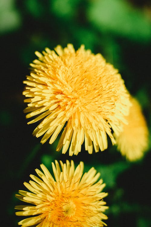 Dandelion, Piss-a-bed, (Cassia occidentailis)