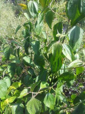 Jack in the bush, (Eupatorium Odoratum)