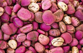 Kola Nut (Bissy)