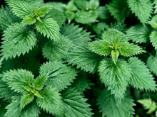 Load image into Gallery viewer, Nettle, (Urtica dioica)

