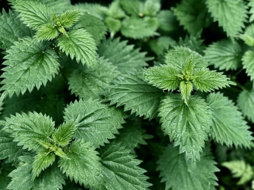 Nettle, (Urtica dioica)
