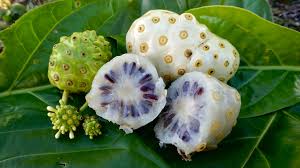 Noni, Cheese fruit, (Morinda citrifolia)