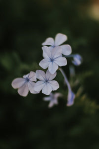 Periwinkle, Ramgoat Roses, (Vinca major, Linn)
