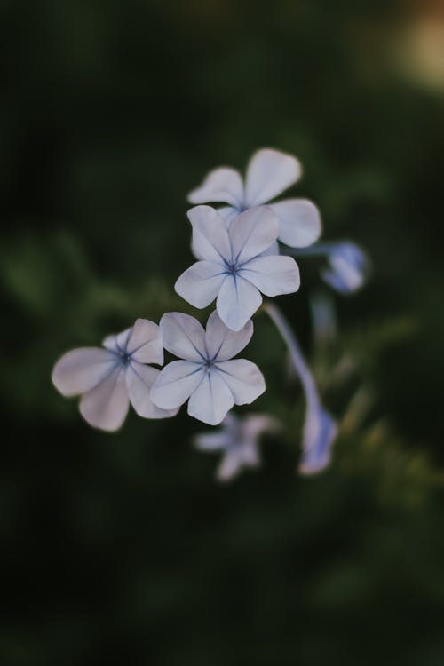Periwinkle, Ramgoat Roses, (Vinca major, Linn)