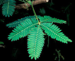 Shane O Lady, Shame A Macka, SENSITIVA (Mimosa pudica)