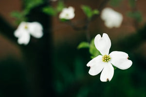 Spanish Needle, (Bidens pilosa)