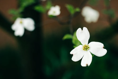 Spanish Needle, (Bidens pilosa)