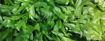 Spirit Weed, (Coriandrum sativum)