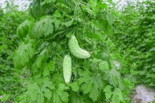 Load image into Gallery viewer, Cerasee, bitter melon, (Momordica charantia)
