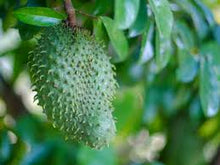 Load image into Gallery viewer, Soursop Leaf Powder, Guanábana, (Annona muricata)
